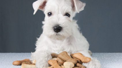 White fluffy dog laying on a pile of dog biscuits.