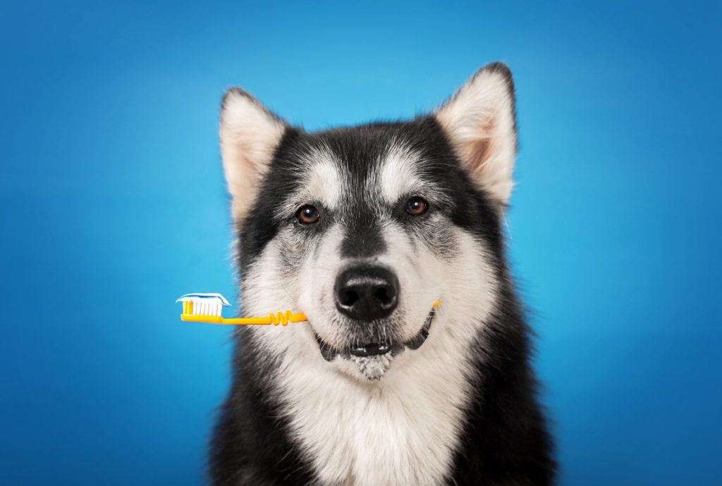 A Husky dog with a toothbrush in his mouth.
