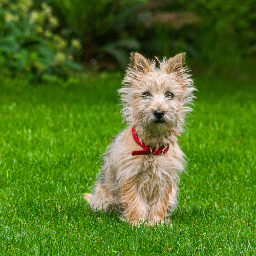Brownish Cairn terrier sitting on a grassy meadow