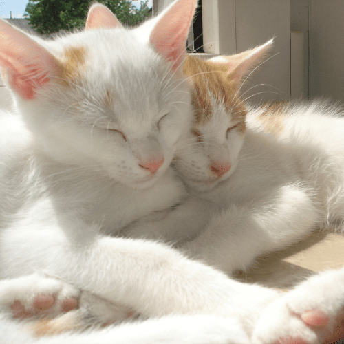 Two white kitties with brown ears cuddling close together