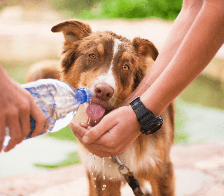 Poison Prevention Week starts March 20th. This is a very important topic for anyone with pets. There are over 232,000 cases of pet poisonings in the US every year! Our furry friends don't know what is and isn't safe for them, so you'll need to take some precautions to keep your beloved pet safe. A Washington DC vet lists some ways to prevent pet poisoning in this article. Keep Cabinets Locked Many toxic chemicals and household products are stored in cabinets, often underneath sinks. Keeping these locked is a simple step that can prevent tragedy. Keep in mind that your four-legged friend doesn't have to actually eat or drink these substances. Because most animals lick themselves clean, they only need to walk through it or get it spilled on their fur to ingest it. Choose Non-Toxic Plants Plants are one of the most common culprits when it comes to pet poisoning. While there are many that are dangerous to all pets, others are more toxic to some animals than to others. For instance, lilies are extremely dangerous to cats, while Sago palms are a huge risk for dogs. Check the ASPCA site here for a list of safe and unsafe plants. Know The Warning Signs Although the signs of poison ingestion can vary, depending on the pet and the type and amount of substance involved, there are some common red flags to look for. These include vomiting, drooling, lethargy, agitation, restlessness, trembling, collapse, unusual vocalizations, and diarrhea. Pale gums are also a warning sign, as is a rapid heartbeat or shallow breathing. Cats may withdraw, while dogs may pace or whimper. It’s worth noting that while these things can be indicative of many medical issues, they should always constitute a call to the vet. Understand The Dangers It's also important to know what is and isn't poisonous. Some things, such as household chemicals, antifreeze, and rodenticides, are well-known. Others? Not so much. For instance, many people don’t know that a single grape or raisin can be extremely dangerous to dogs. Medication is also a common source of poisoning. Ask your vet for more information. Training This one applies more to dogs, of course. However, consider teaching Fido to Leave It. This simple command could help prevent tragedy! Do you have questions about your pet's health or safety? Contact us, your Washington DC animal clinic, today!