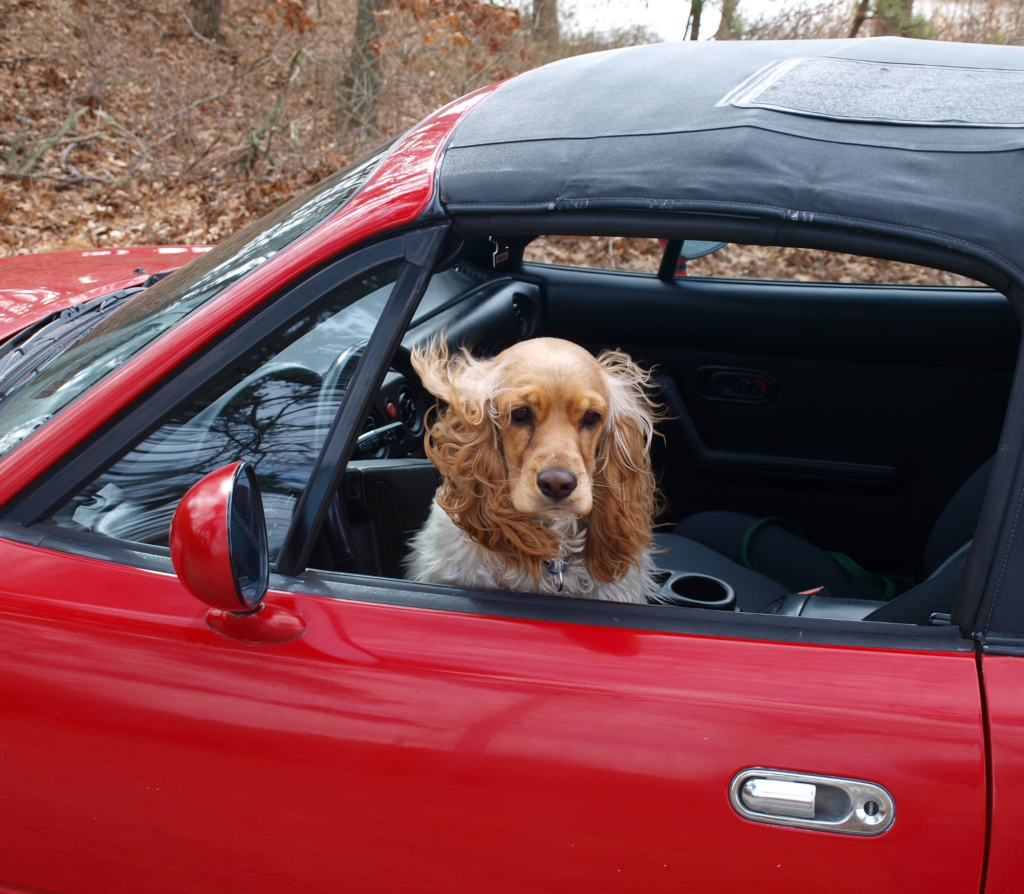 Long -ear Terrier riding in a red car