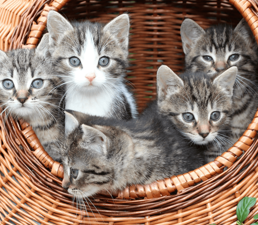Five gray kittens peeking from inside a brown woven basket
