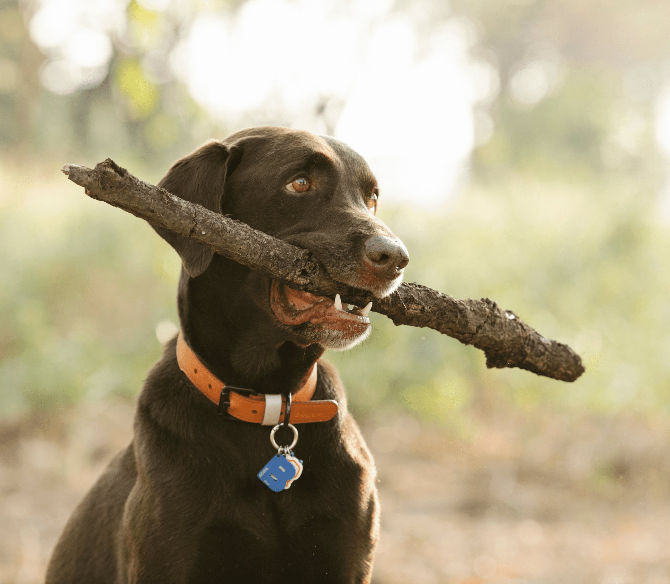 Brown Labrador with orange dog tag biting on a stick