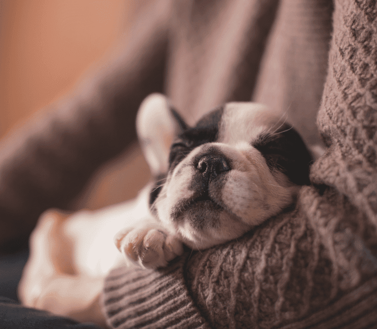 White puppy with two black patches on eyes cuddled by human arms
