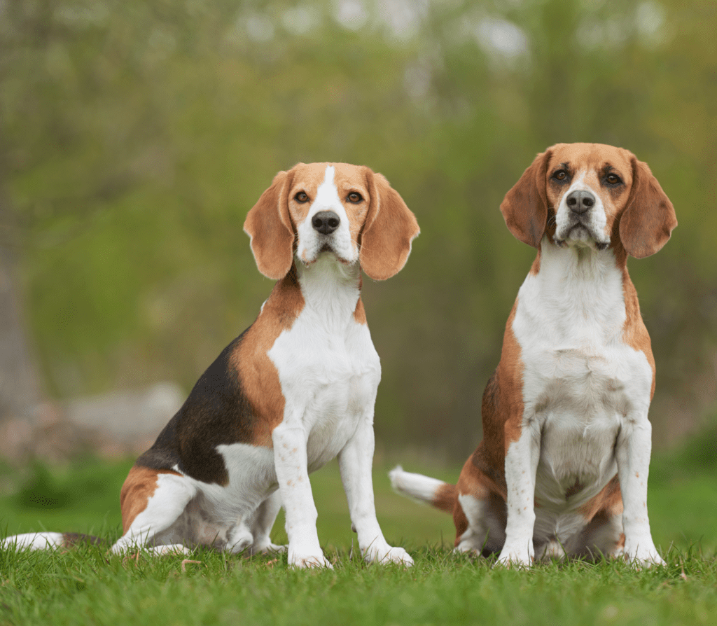 Two snoopy dogs sitting on grass
