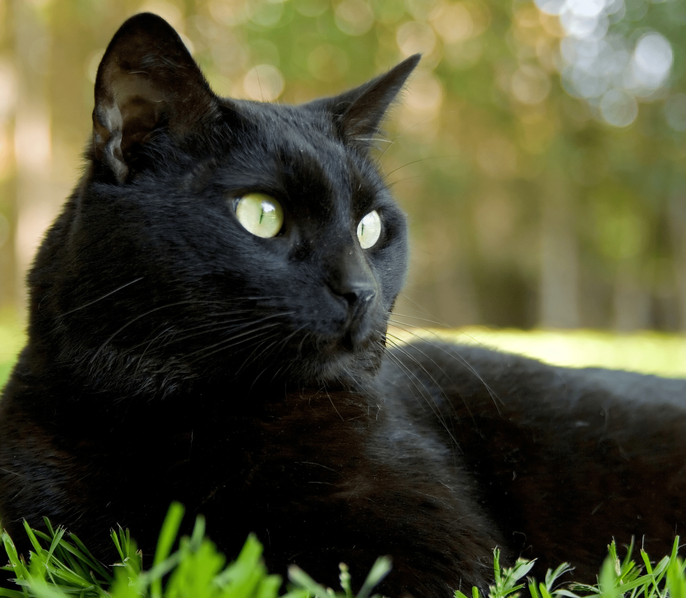 Black cat on the grass facing to the right