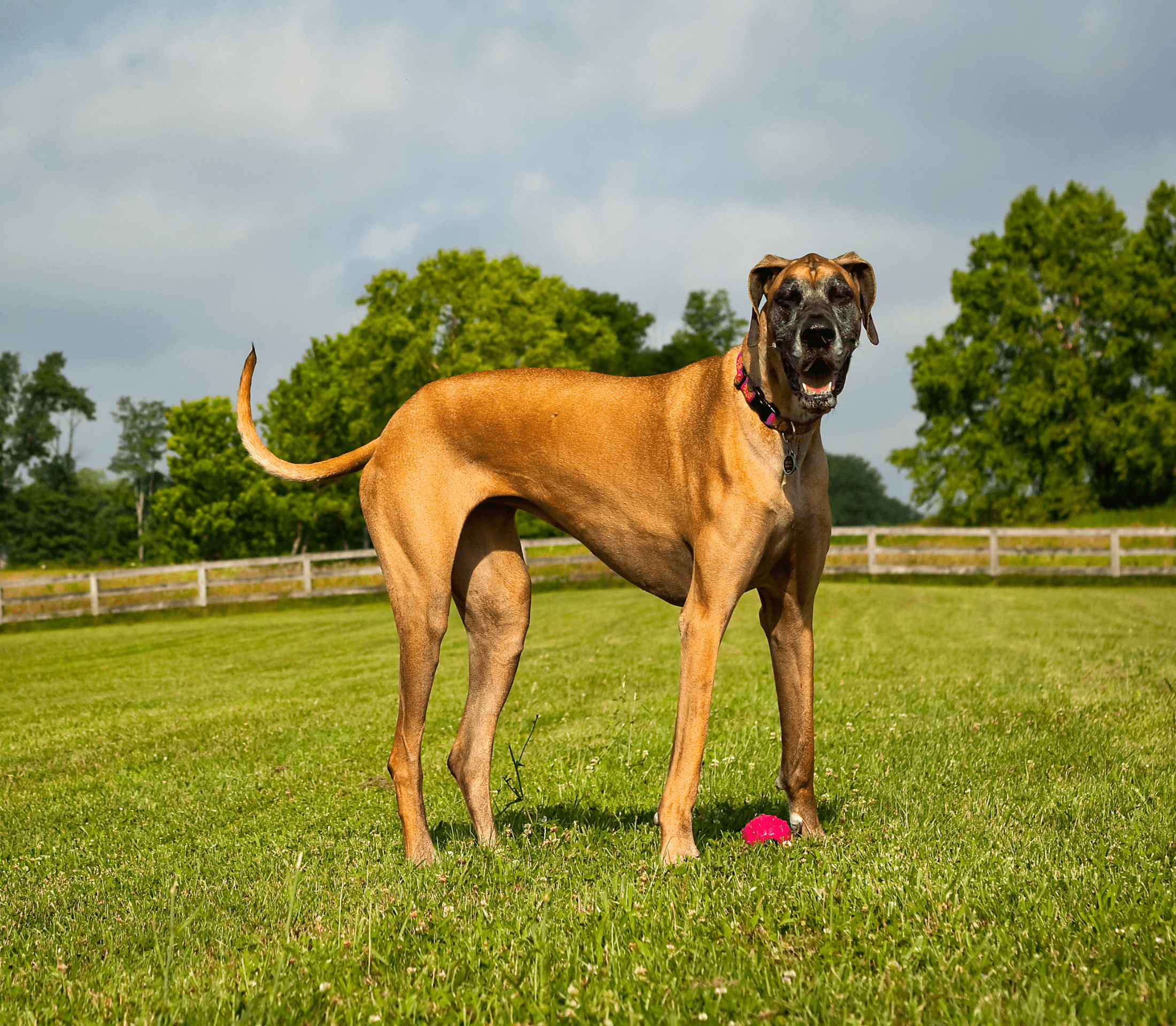 Brown adult great dane standing on a wide lawn