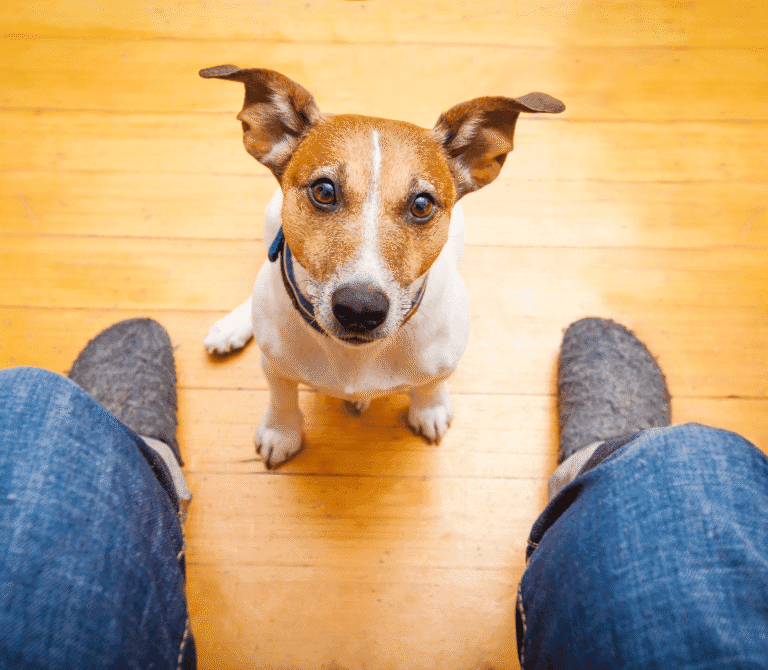 Brown dog begging