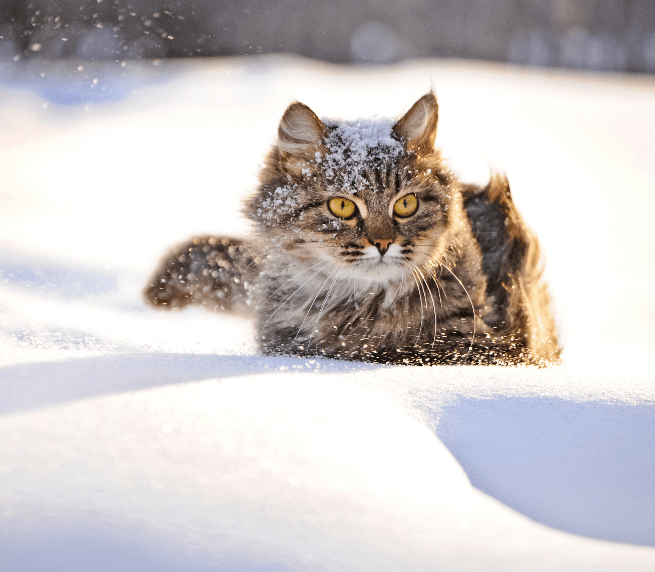 Tabby cat in the snow