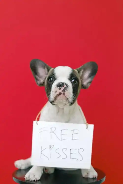 A small dog sitting on a stool with a Free Kisses sign hanging around his neck.