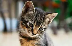 A small striped kitten looking at something on the floor.