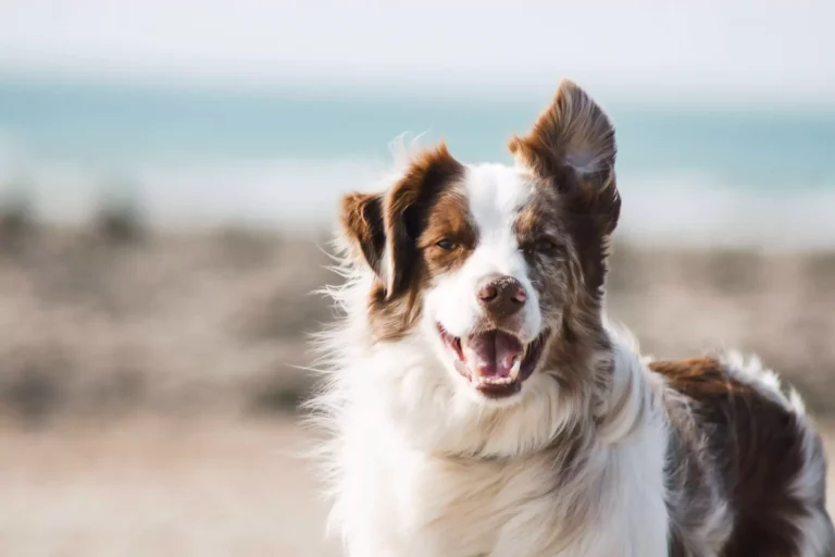 dog with brown and white fur smiling at the camera