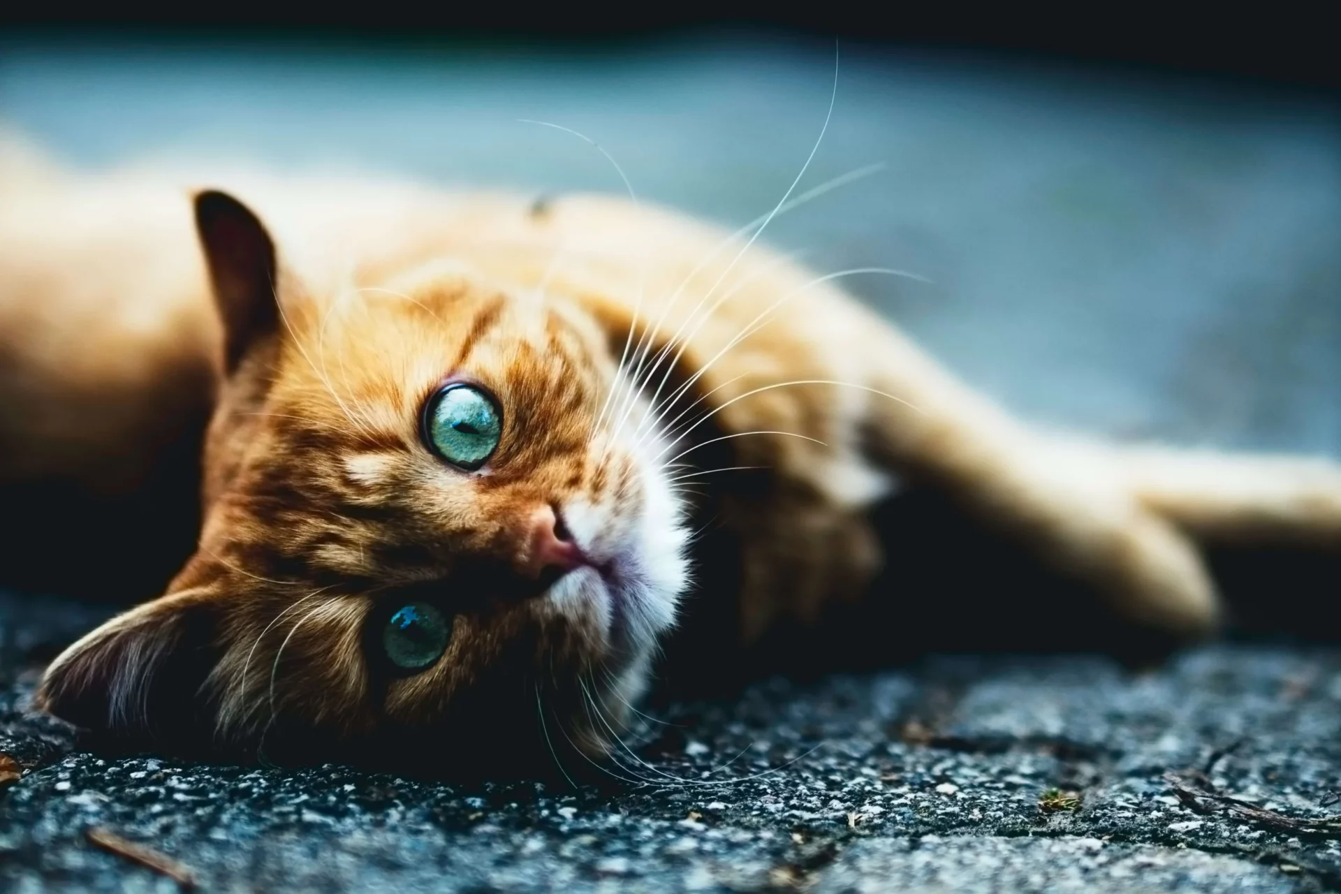 Cat with light orange fur lying on the floor