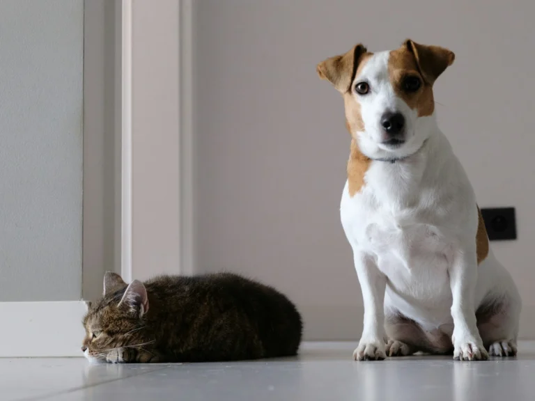 Dog and cat. The cat is curled up and the dog is sitting.