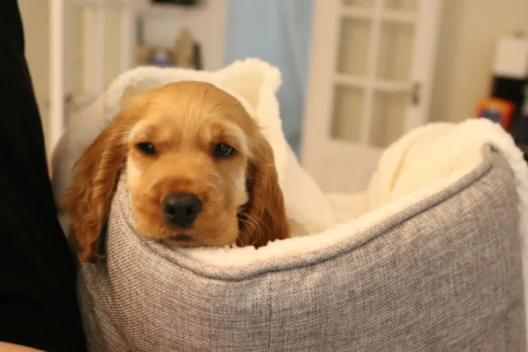 Floppy eared brown dog in doggy bed