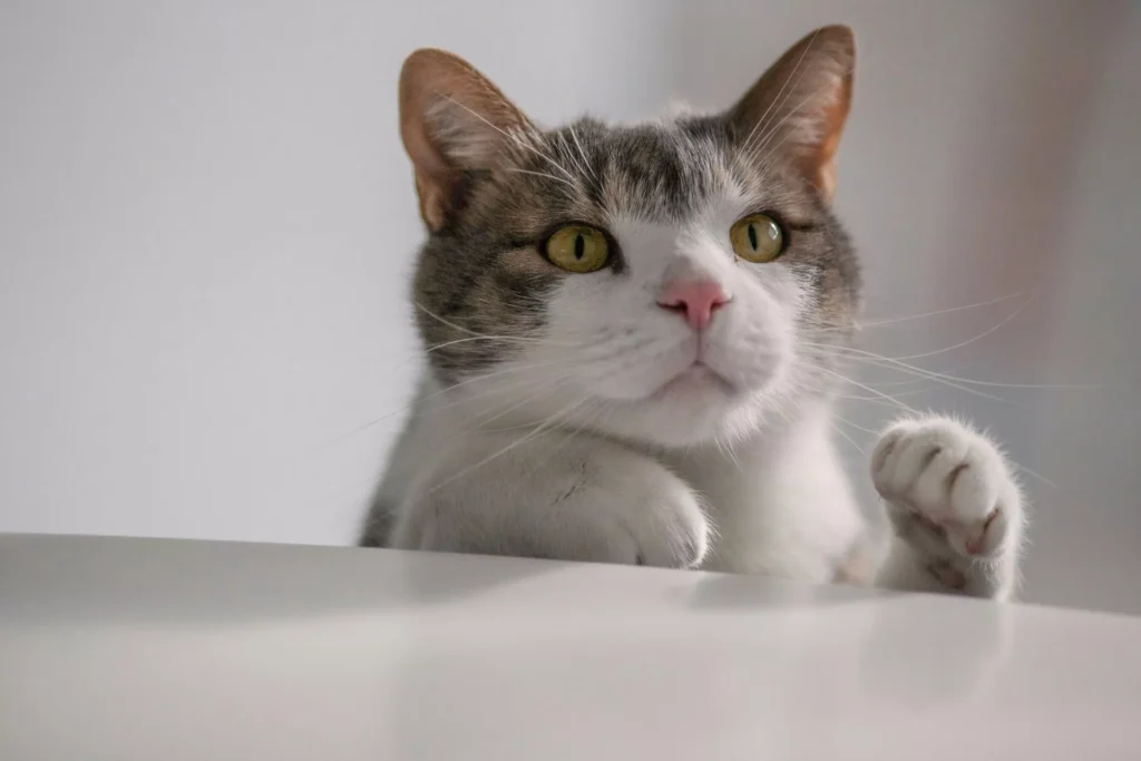 A cat peers over the edge of a white surface.