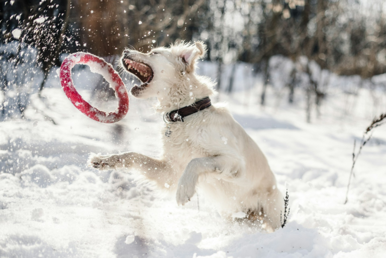 A cream-colored dog leaps through deep snow to catch a red ring toy.