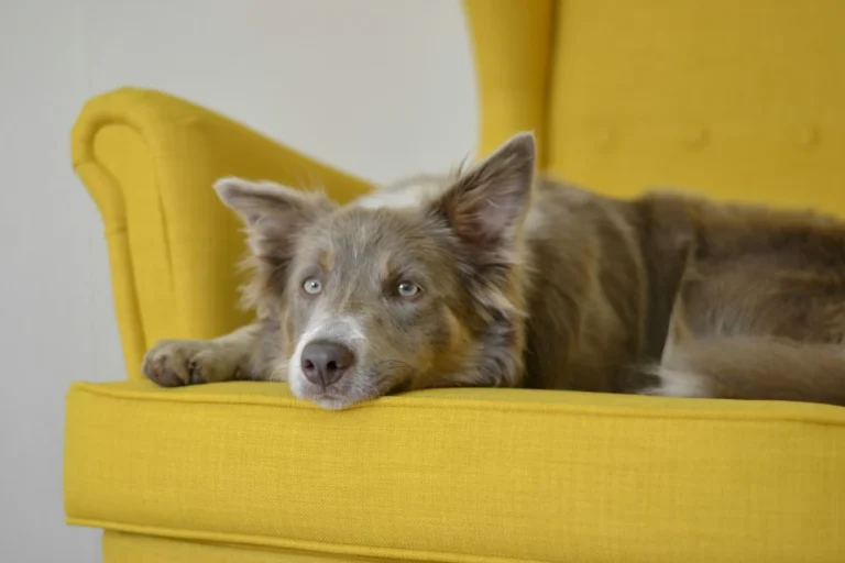 An Australian Shepherd lies a yellow armchair.