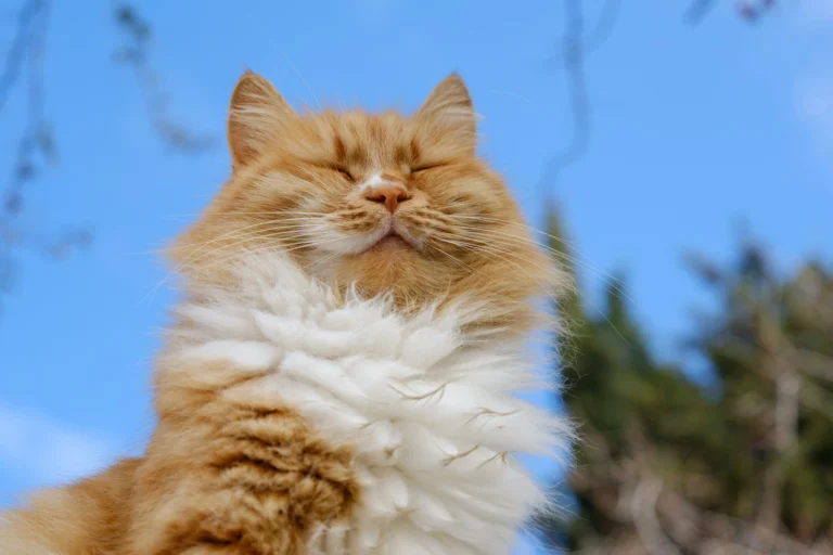 A low-angle shot of a fluffy ginger and white cat with its eyes closed, basking in the sun against a bright blue sky.