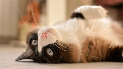 A Ragdoll cat lies upside down on a wooden floor.