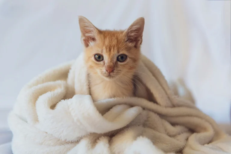A ginger kitten peeks out from the center of a soft, cream-colored fleece blanket.