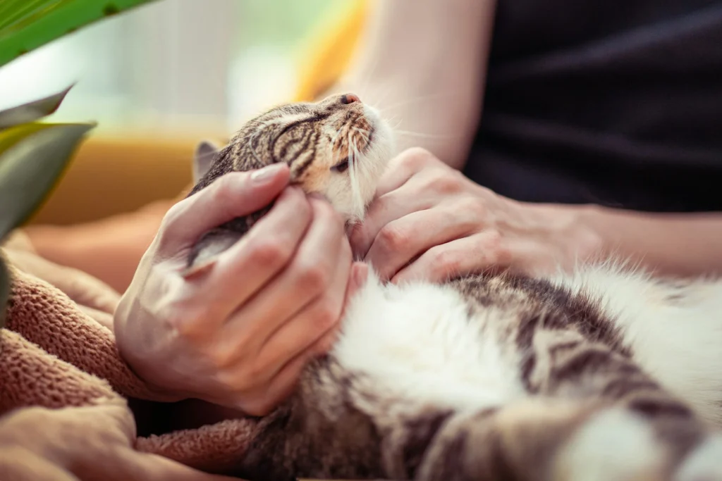 A tabby cat rests its head as a person gently scratches its chin.
