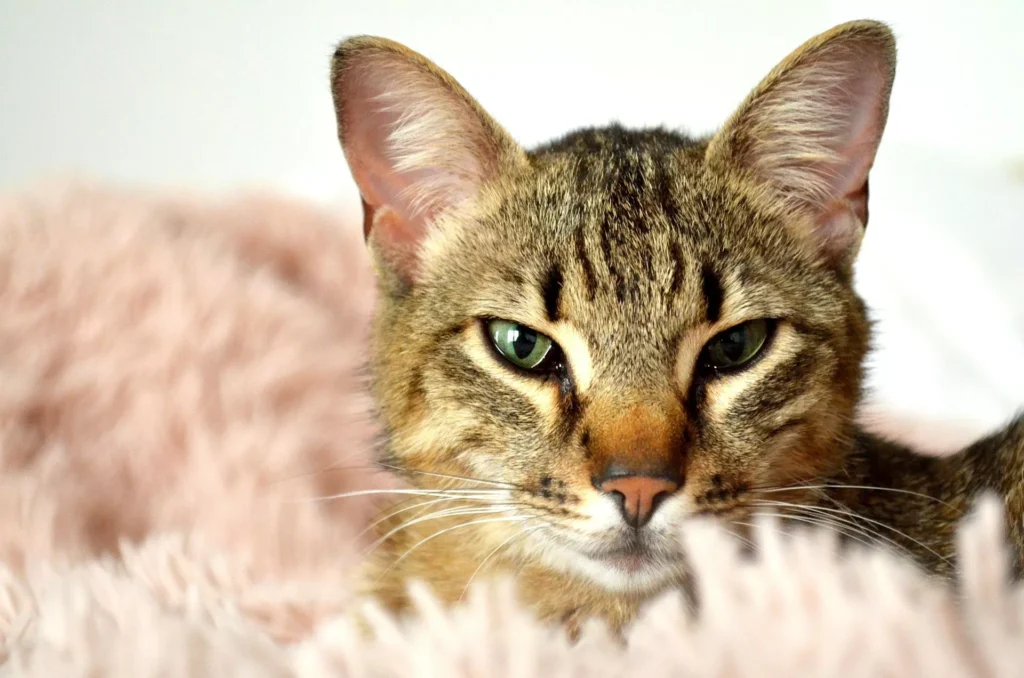 A cat nestled within the folds of a soft, pink shaggy blanket.