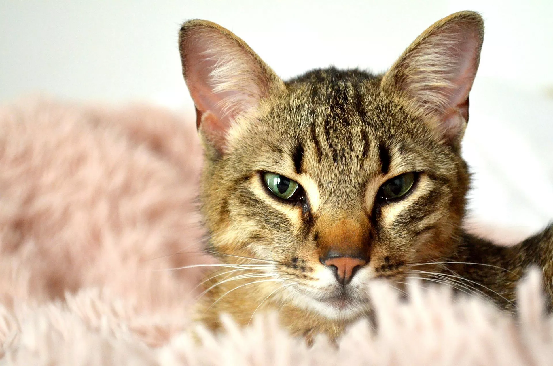 A cat nestled within the folds of a soft, pink shaggy blanket.