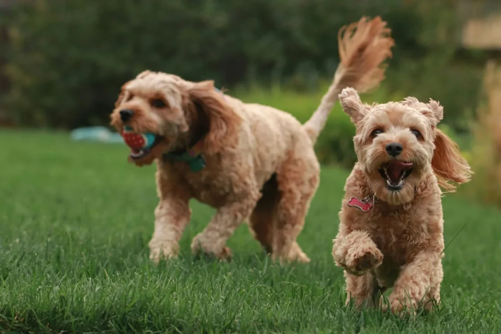 Two dogs run across a lush green lawn.