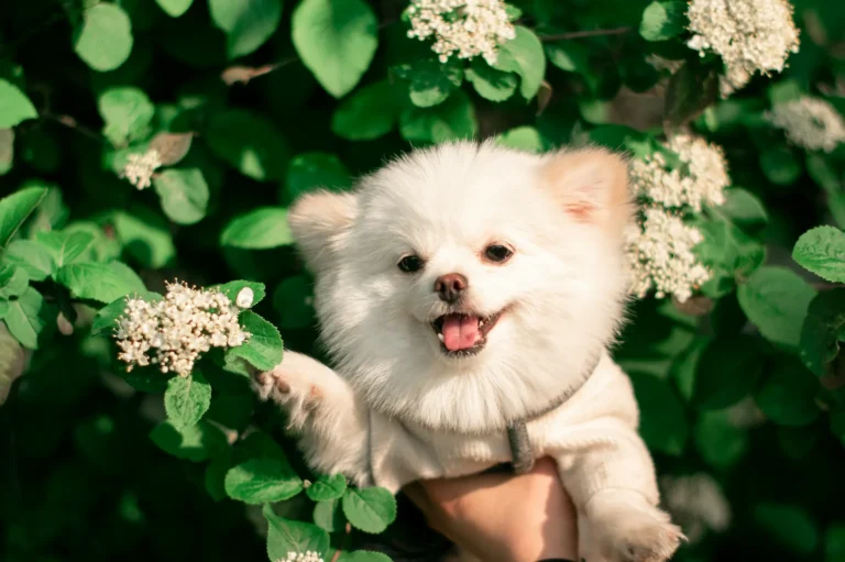 A white Pomeranian puppy is held up against a backdrop of green leaves and white blossoms.
