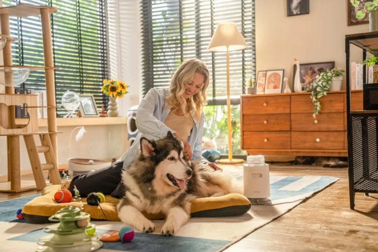 A woman brushes a Alaskan Malamute in the warm, modern interior.