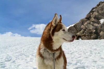 A Siberian Husky stands in a snowy landscape.