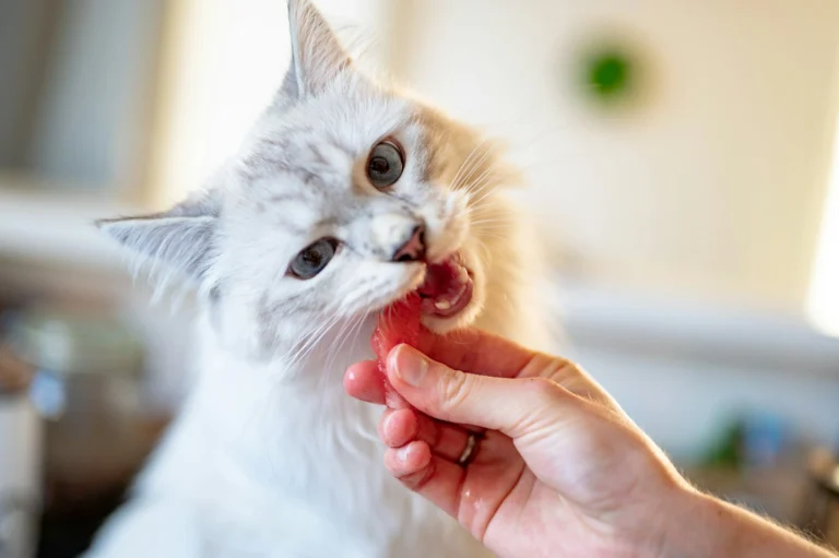 A light-grey cat bites into a slice of watermelon held by a person.