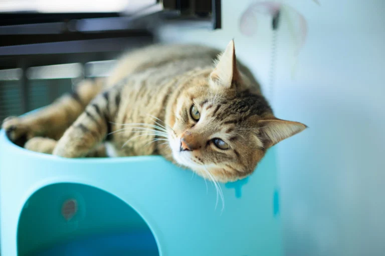 A brown tabby cat lies lazily on top of a bright blue cat house.