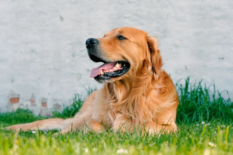 A golden retriever lies in the green grass.