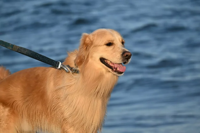 A golden retriever on a black leash stands by the water.