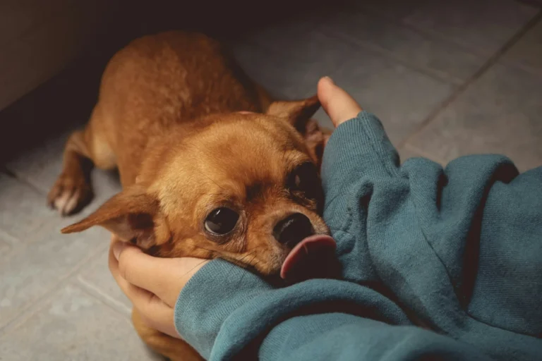 A small dog rests its head in a person's hands.