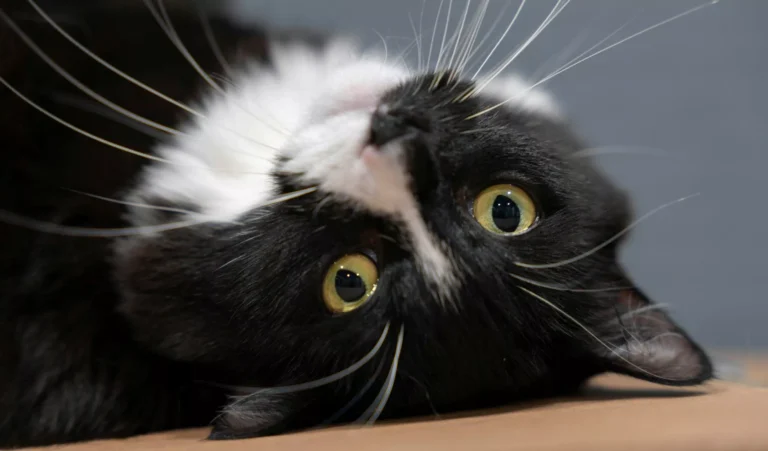 A tuxedo cat lying upside down.
