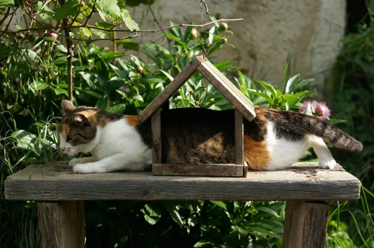 A calico cat lies stretched out on a wooden bench, its body passing through a small, open-ended wooden birdhouse amidst green garden plants.