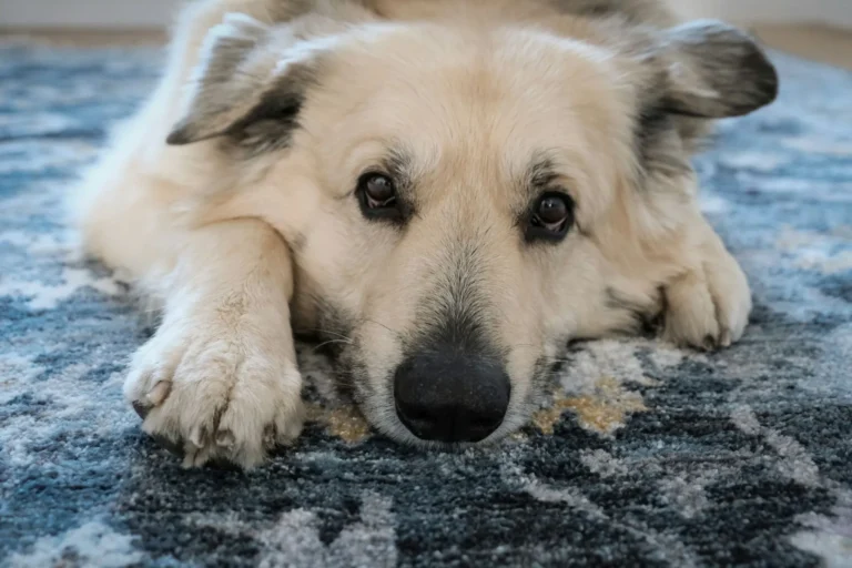 A close-up shot of a dog lying flat on a blue and grey patterned rug.