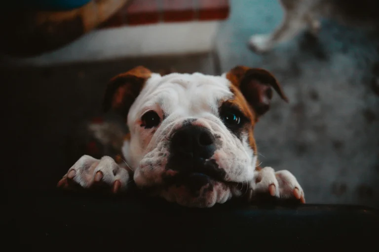 A close-up shot of a brown and white English Bulldog puppy peering over a dark ledge with its paws resting on the edge.